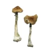 Zauberpilze A+