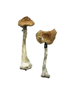 Zauberpilze A+