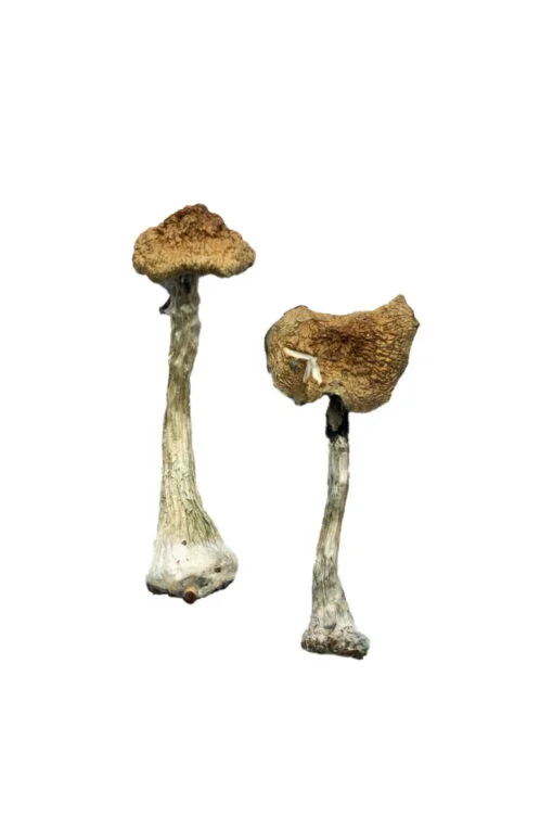 Zauberpilze A+