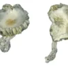 Albino Magic Mushrooms Achterbahn