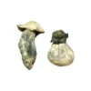 Zauberpilze für den Albino-Penis