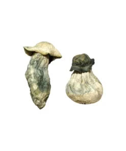 Zauberpilze für den Albino-Penis
