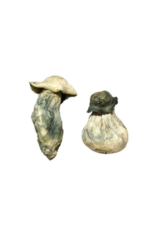 Zauberpilze für den Albino-Penis