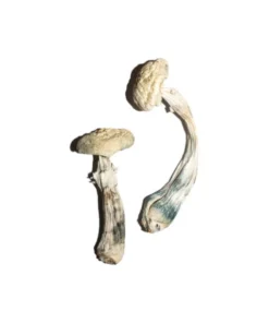 Averys Albino-Zauberpilze
