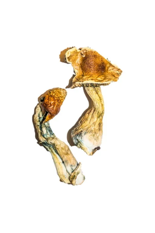 Zauberpilze B+