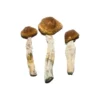 Spezielle Zauberpilze „Oz“ (28 Gramm)