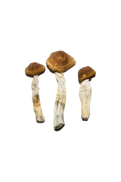 Spezielle Zauberpilze „Oz“ (28 Gramm)