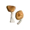 Burmesische Zauberpille
