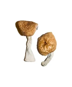 Burmesische Zauberpille