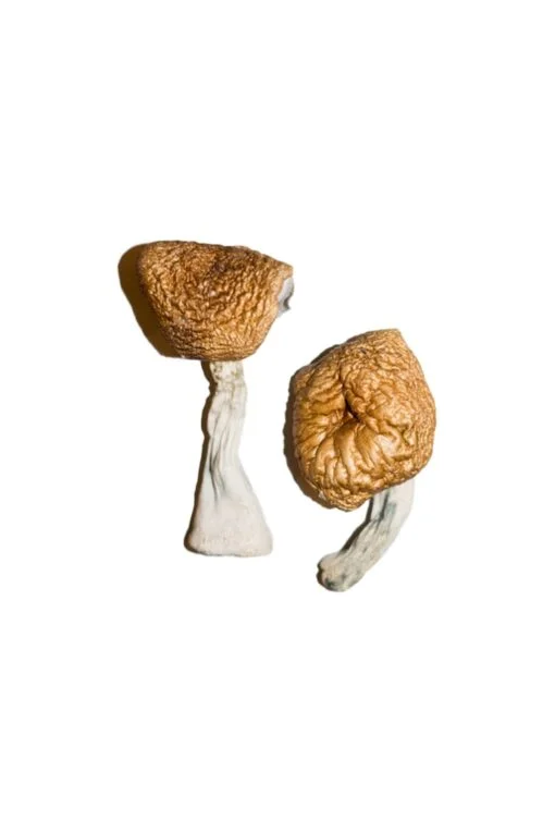 Burmesische Zauberpille