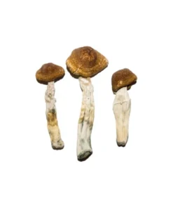 Brasilianische Zauberpilze