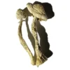 Moby Dick Zauberpilze