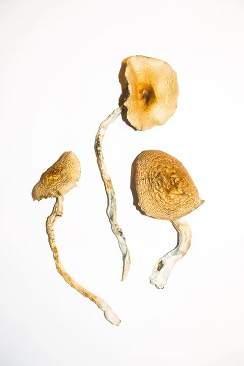 Goldene LehrerZauberpilze