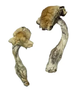Gorlin Zauberpilze