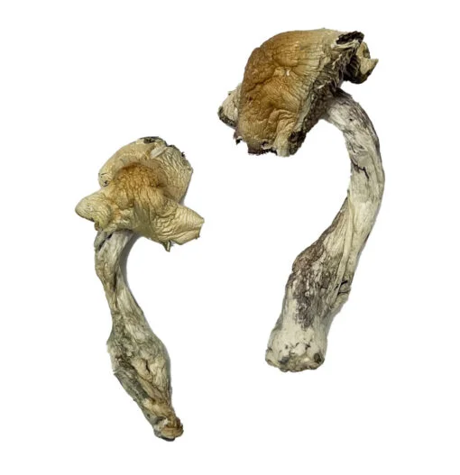 Gorlin Zauberpilze