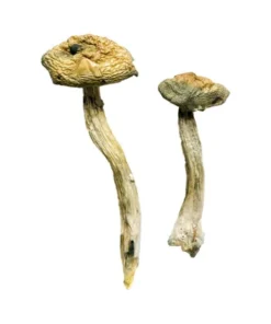 Jerry Garcias Zauberpilze