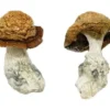 Makilla Gorilla Zauberpilze
