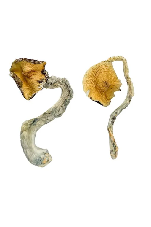 Zauberpilze aus Panama
