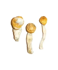Penis Neid Zauberpilze