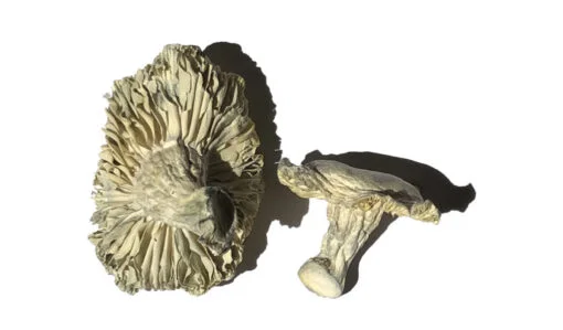 Phobos Zauberpilze