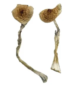 Quezon Zauberpilze