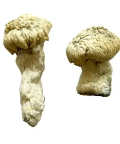 Shakti (Albino Malabar) Zauberpilze