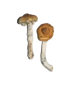 Vietnamesische Zauberpillen
