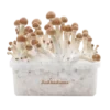 FreshMushrooms® B+ XP Pilzzuchtset