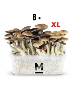 Mondo® B+ XL Zauberpilz-Zuchtset