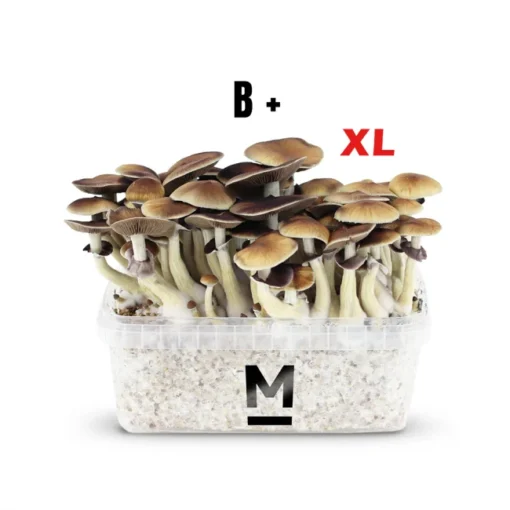 Mondo® B+ XL Zauberpilz-Zuchtset