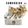 Cambodia XL Zauberpilz-Zuchtset von Mondo®