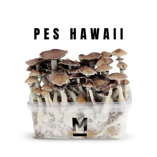 Hawaiian PES Zauberpilz-Zuchtset von Mondo®