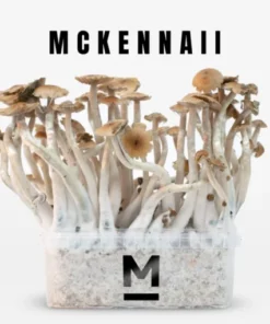 McKennaii Zauberpilz-Zuchtset von Mondo®