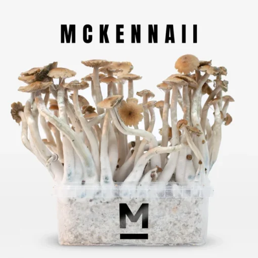 McKennaii Zauberpilz-Zuchtset von Mondo®