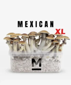 Mexican XL Zauberpilz-Zuchtset von Mondo®