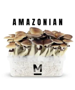 PES Amazon Zauberpilz-Zuchtset von Mondo®