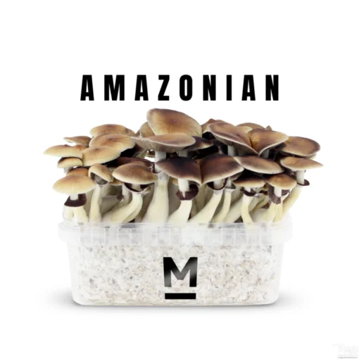 PES Amazon Zauberpilz-Zuchtset von Mondo®