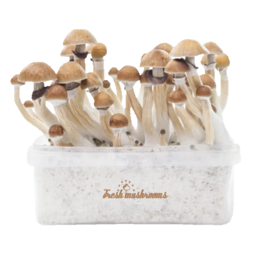 FreshMushrooms® McKennaii XP Zauberpilz-Zuchtset