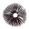 Sporenabdruck des mexikanischen Psilocybe cubensis