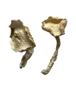 Stakz Zauberpilze