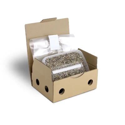 Steriles Magic Mushroom Substrat für p. Cubensis gross
