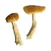 Teonanacatl Zauberpilze