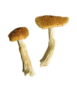 Teonanacatl Zauberpilze