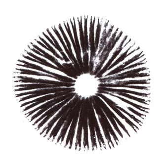 Psilocybe Cubensis Thai Ban Hua Sporenabdruck