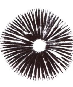 Kaufen Sie Psilocybe Cubensis Thai Koh Samui Sporenabdruck online