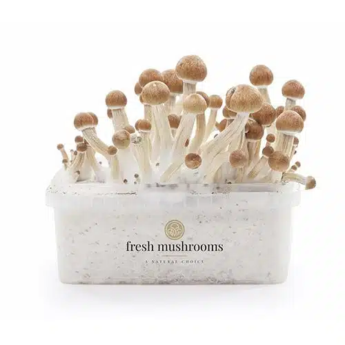 Zauberpilz-Zuchtset Ecuador XP from FreshMushrooms®